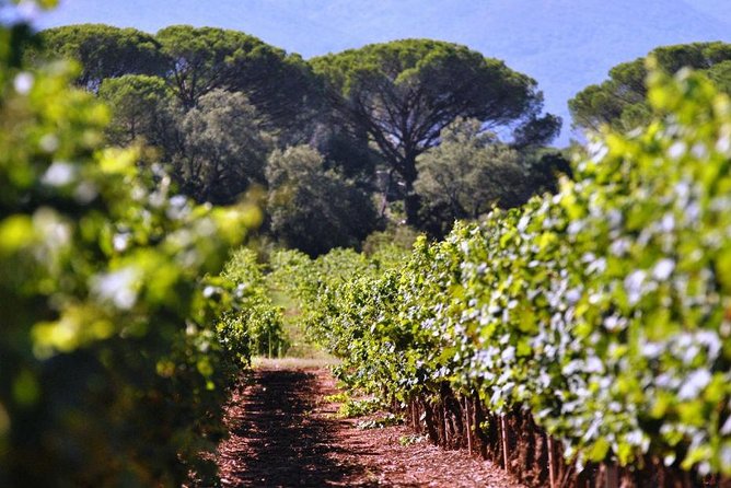Calanques of Cassis, Aix-en-Provence & Wine Tasting Private Tour - Wine tasting in Provence: structured sips with regional context