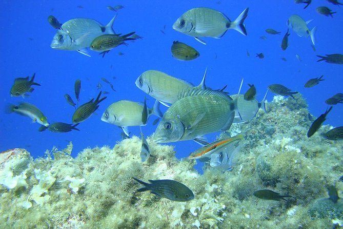 French Riviera Villefranche Bay Snorkeling Tour from Nice - Where you meet and what timing feels like