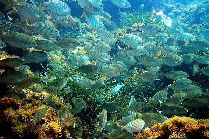 French Riviera Villefranche Bay Snorkeling Tour from Nice - What “beginner-friendly” really means here