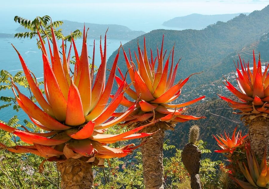 From Nice: Eze, Monaco, and Monte Carlo Half-Day Trip - Should you book this Èze, Monaco, and Monte Carlo half-day tour from Nice?