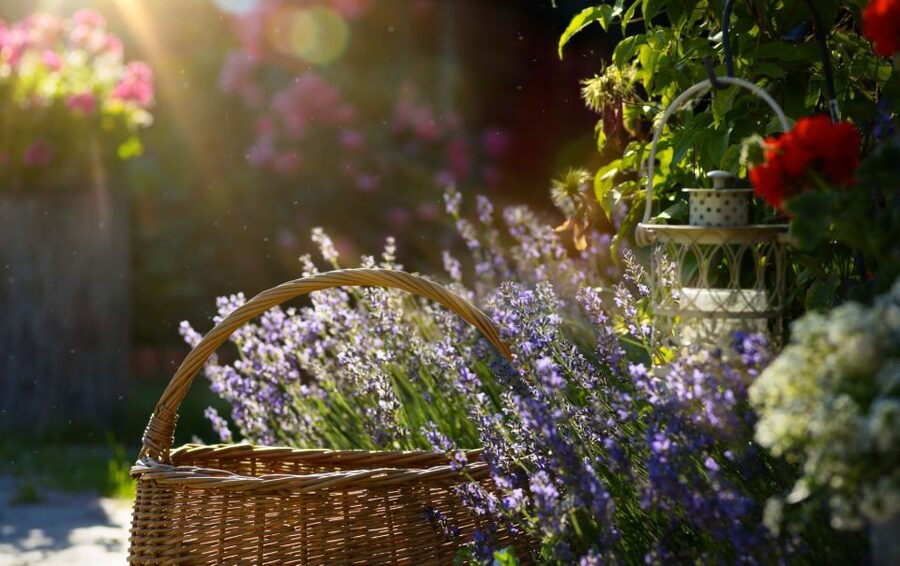 From Nice: Flower Fields & Saint Cassien Lake Full-Day Trip - A full-day Riviera-to-Provence day that stays easy