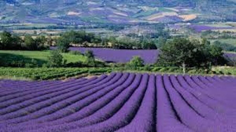 From Nice: Full-Day Provence and Lavender Tour - A Provence Day Trip That Hits Lavender and the Verdon Waterline