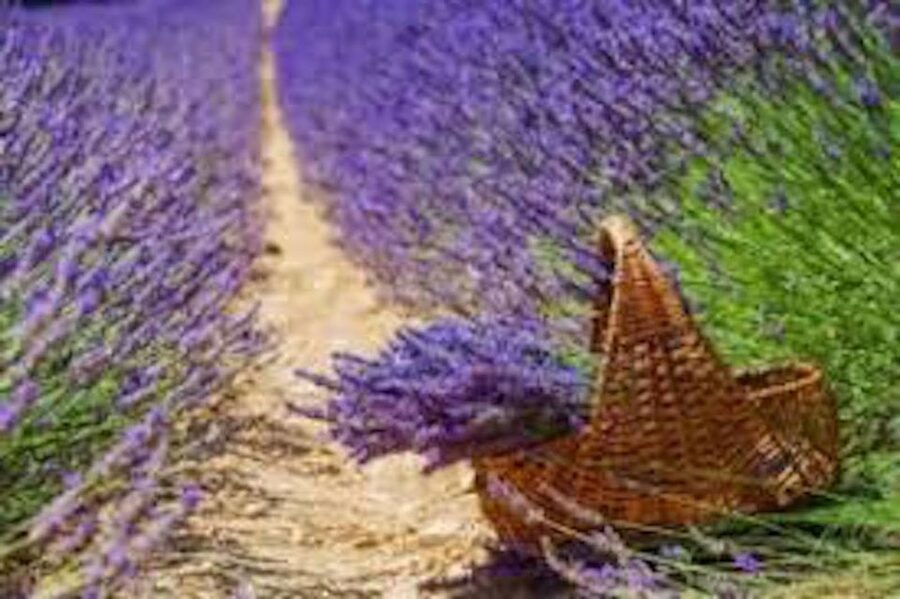 From Nice: Full-Day Provence and Lavender Tour - Price and Value: Is $234 Fair for What You’re Getting?