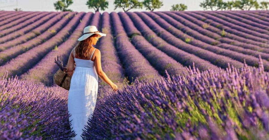 From Nice: Full-Day Provence and Lavender Tour - Who This Provence and Lavender Tour Suits Best