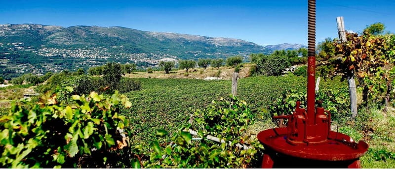 From Nice: Half-Day Wine Tour in the Bellet Wine Region - Bellet: the Bellet wine region many people skip