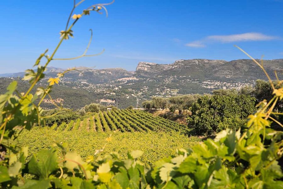 From Nice: Half-Day Wine Tour in the Bellet Wine Region - Price and value: is $135 fair for a half-day in Bellet?