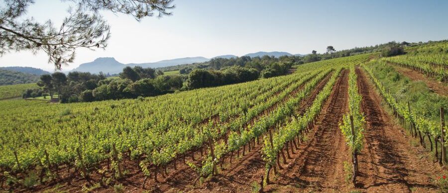 From Nice: Provence Wine Full-Day Tour - Stop 1: A Cru Classé Château With Cellar Time and Long Memory