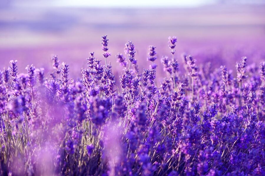 From Nice: Verdon Gorge Full-Day Tour - Moustiers-Sainte-Marie: Provence village pictures with lavender and mountain views