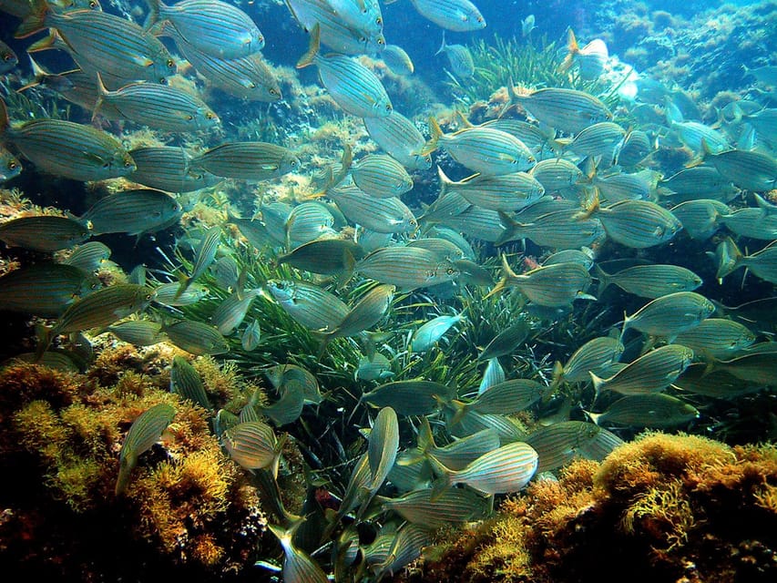 From Nice: Villefranche Bay Swimming & Snorkeling Boat Tour - Weather, Sea Conditions, and the Practical Reality