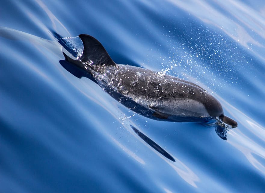 From Villefranche-sur-Mer: Guided Dolphin-Watching Tour - On board with an ethologist: what the commentary actually adds
