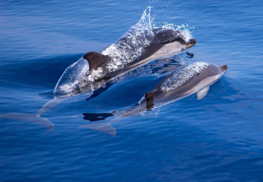 From Villefranche-sur-Mer: Guided Dolphin-Watching Tour - When a pod appears: how to watch dolphins without messing it up