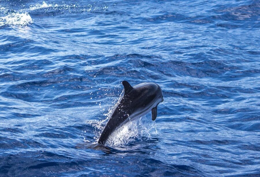 From Villefranche-sur-Mer: Guided Dolphin-Watching Tour - Weather, sea conditions, and the reality of wild dolphins