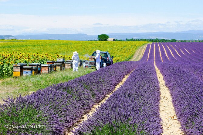Full Day Private Tour in Lavender and Provence with Pickup - Why this Provence day works when you start in Nice