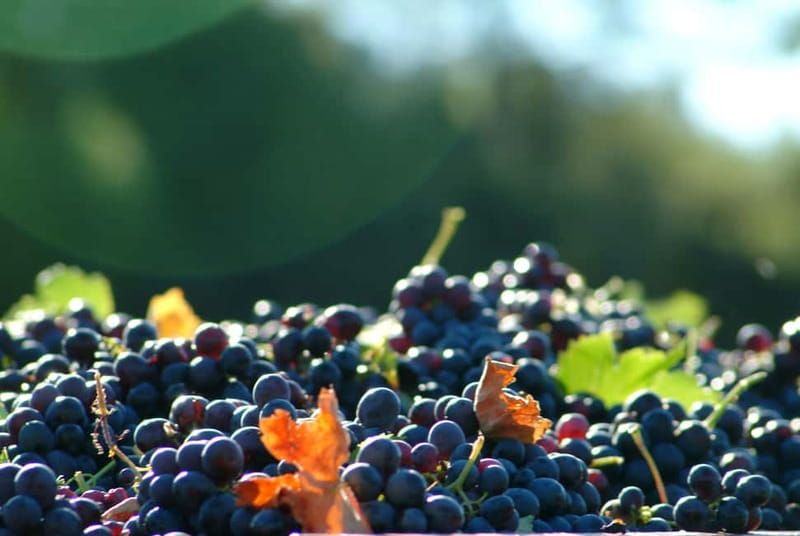 Full-Day Wine Tour in Bellet & Saint-Paul de Vence From Nice - Why Bellet Feels Like the Real Riviera
