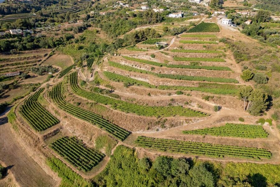 Full-Day Wine Tour in Bellet & Saint-Paul de Vence From Nice - Morning at Bellet: Two Wineries, One Clear Lesson