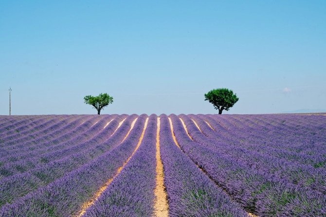 GUIDED TOUR: Lavender fields, the Gorges du Verdon - From Nice: the ride that sets up the views