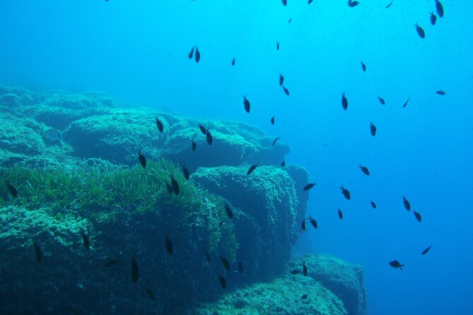 Half Day Snorkeling & Diving in Nice - Why this Nice water route feels different than doing it on your own