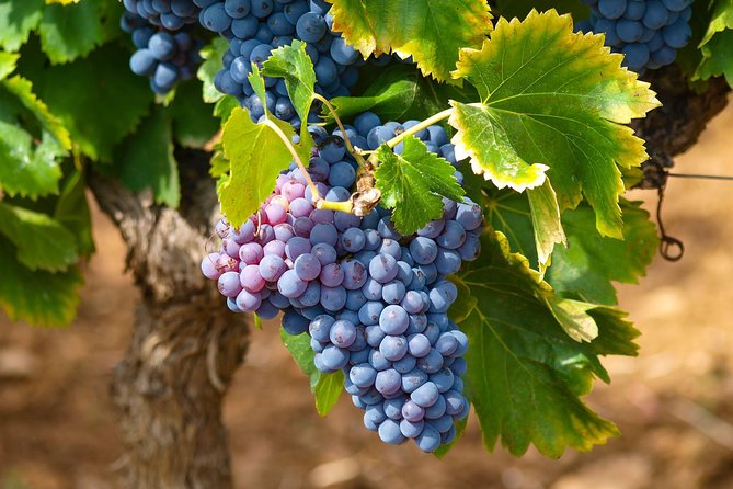 Half-Day Wine Tasting and Saint Paul de Vence Tour from Nice - Vignoble Rasse: Wine Tasting With a Sun-Aging Twist