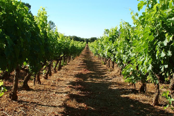 Half-day Wine Tour in Bellet wine region from Nice - Group size and transport comfort: why the max 8 matters
