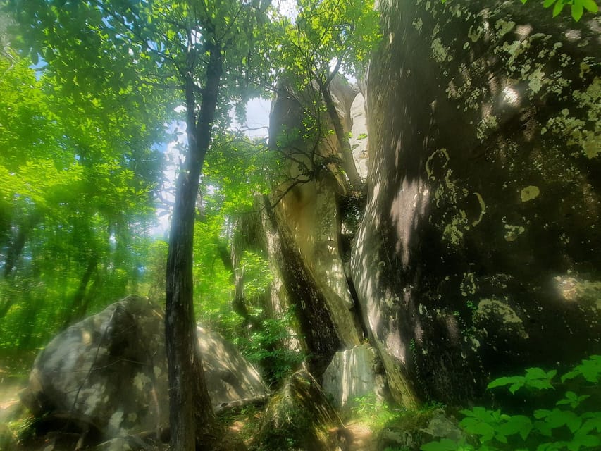 Mountain Train Experience: Hike & Mystic Forest (From Nice) - The real value of having guides who care about the details
