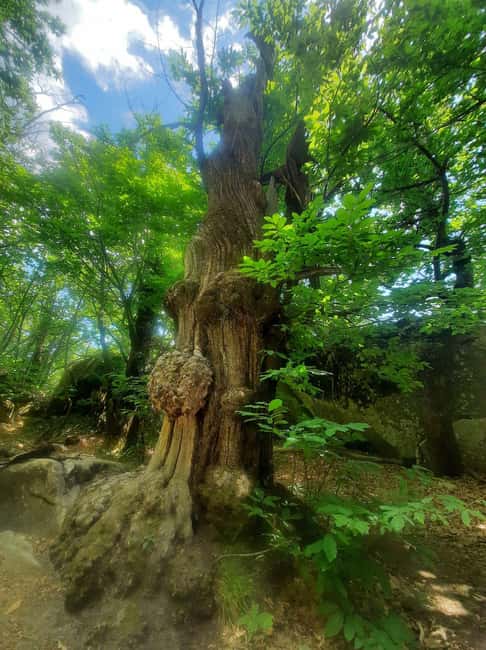 Mountain Train Experience: Hike & Mystic Forest (From Nice) - Lunch between villages: local food without breaking the day