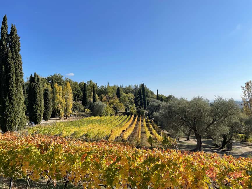 Nice: Full-Day Côtes de Provence Wine Tour - Cru Classé impact: why that stop changes everything