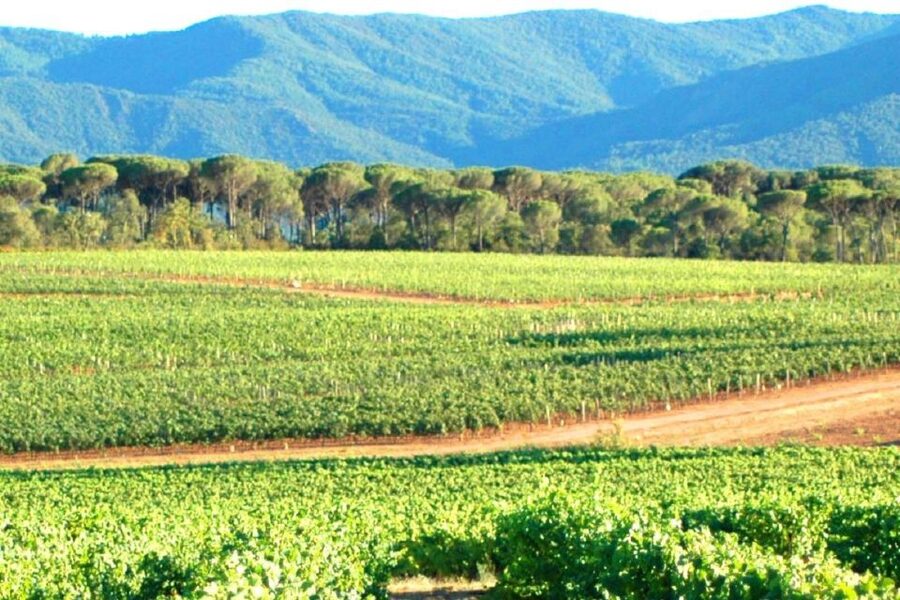 Nice: Full-Day Côtes de Provence Wine Tour - The afternoon winery: finding your reds and aromatic whites