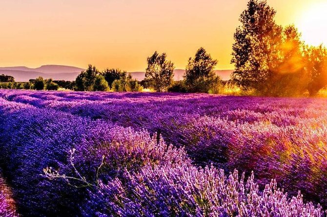 Nice: Gorges of Verdon and Fields of Lavender Tour - A Full-Day Nice-to-Verdon Drive With Real Changes in Scenery