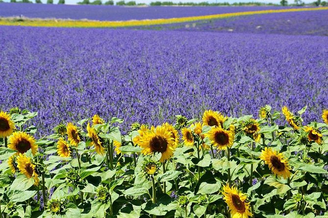 Nice: Gorges of Verdon and Fields of Lavender Tour - Lake Sainte-Croix: Turquoise Water Time (and Sometimes Time on the Water)