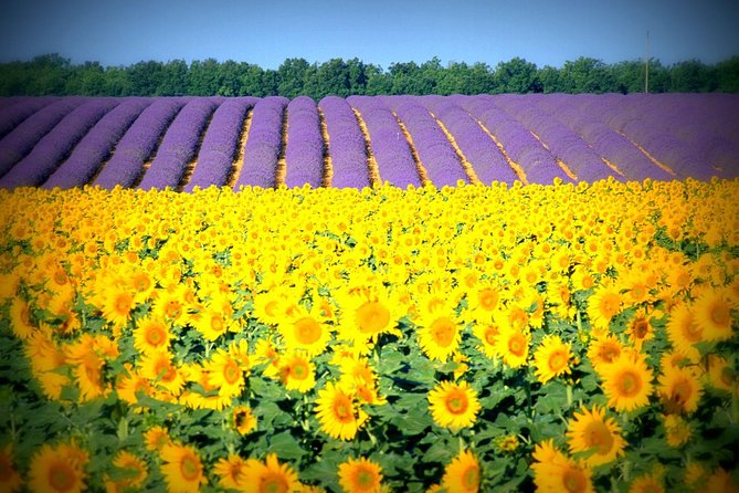 Nice: Gorges of Verdon and Fields of Lavender Tour - Guides, Pacing, and Photo Help That Actually Makes a Difference