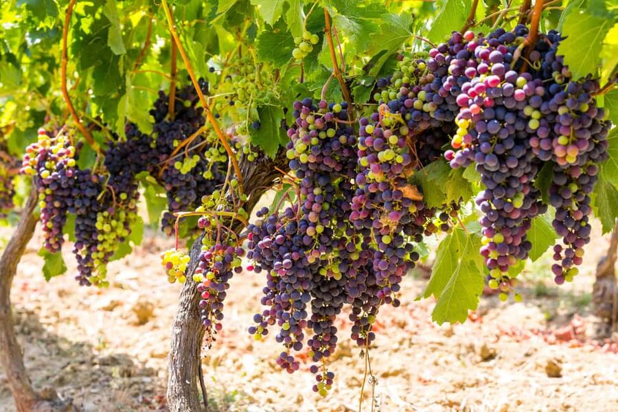 Organic Wine Tasting with Saint paul Half Day Tour from Nice - Half-Day Provence From Nice: What 5 Hours Really Means