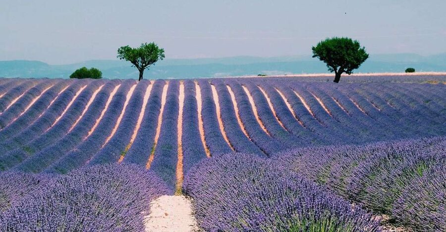 Private Day Trip to Provence and Lavender Fields - Aix-en-Provence: fountains, Cours Mirabeau, and Sainte-Victory views