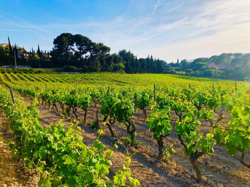 Private Day Trip to Provence and Lavender Fields - Lunch time at leisure: plan smart when food isn’t included
