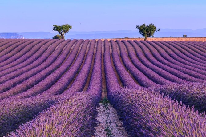 Private Tour of Gorges of Verdon and Fields of Lavender in Nice - Key Points Worth Knowing
