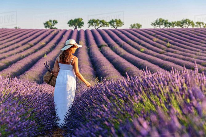 Provence and Lavender - private & Guided Full Day Tour - Provence Lavender From Nice: The Big Idea