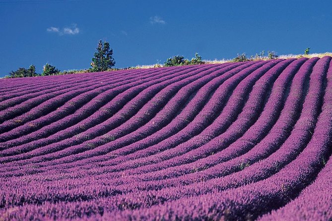 Provence and Lavender - private & Guided Full Day Tour - Stop 3: Moustiers-Sainte-Marie’s Ramparts, Blue Pottery, and the Star