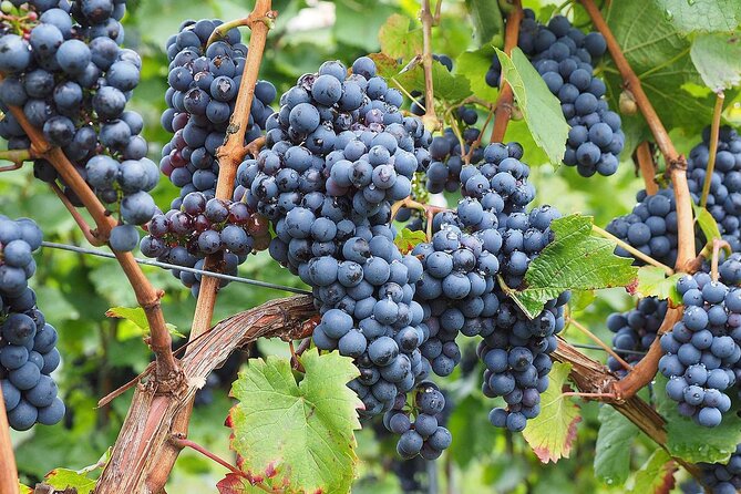 Provence Organic Wine Tasting Half Day Tour from Nice - Saint-Jeannet cellar time: organic wines, winemaker talk, and small-sample reality