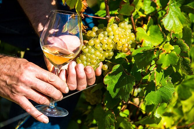 Provence Organic Wine Tasting Half Day Tour from Nice - Price and value: what $72.01 buys you (and what it won’t)