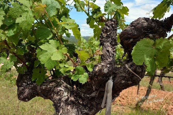 Provence Private Full Day Wine Tour with Wine Tasting - Winery Stops That Actually Mean Something: Château St Martin, Font du Broc, and Sainte Roselyne