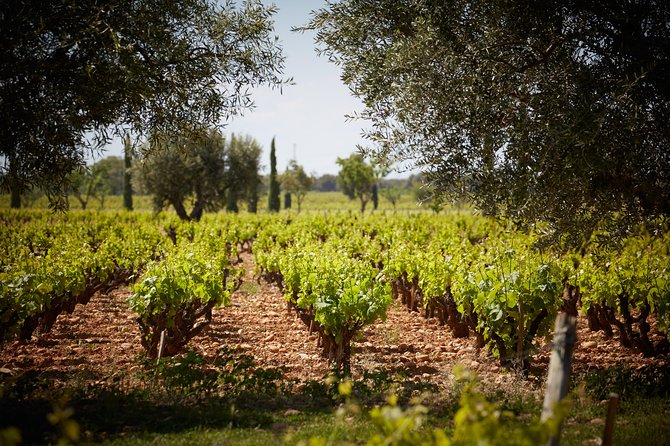 Provence Private Full Day Wine Tour with Wine Tasting - What You’ll Taste (And Why It’s Not Just Wine)