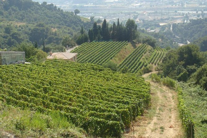 Provence Sea & Countryside Full-Day Private Tour - Timing and pacing: a full day that still keeps room to breathe