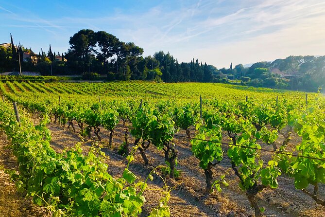 Provence, Vineyards and Lavender Fields Private Day Trip - Valensole lavender fields: when the bloom is right, the photos are easy