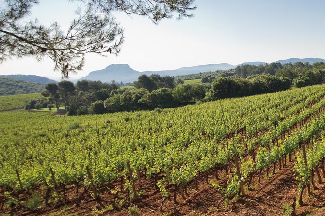 Provence Wine Tour - Private Day Tour from Nice - Stop 2: Château Font du Broc for Views, Organic Practices, and a Great Cellar