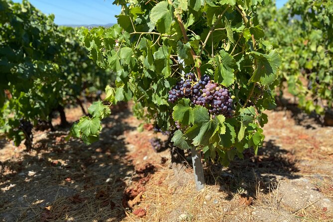 Small Group Guided E-bike Tour in Nice's Organic Vineyard - Picnic under a fig tree: bring your lunch and lean into the view