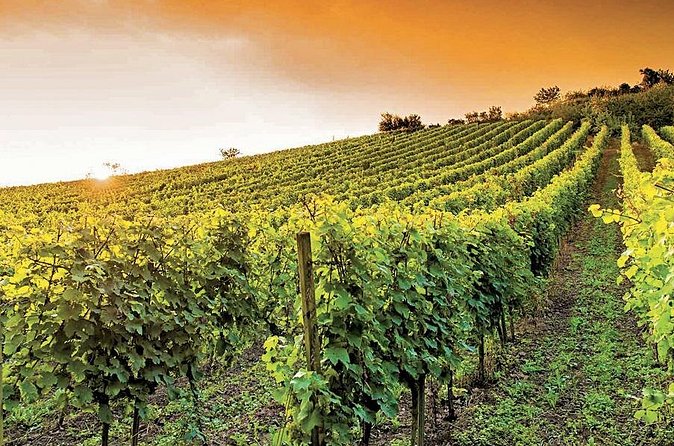 the Bellet wine tasting - Stop 2: Château de Crémat, vineyards plus gardens and a castle visit