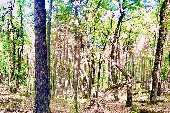 Tour with the Mountain Train, Trek to Mystic Forest and Castle - Key highlights you’ll care about