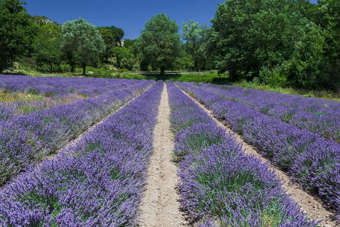 Verdon Canyon and its Lake Full Day Tour - Comfort, Pace, and Who This Tour Fits Best